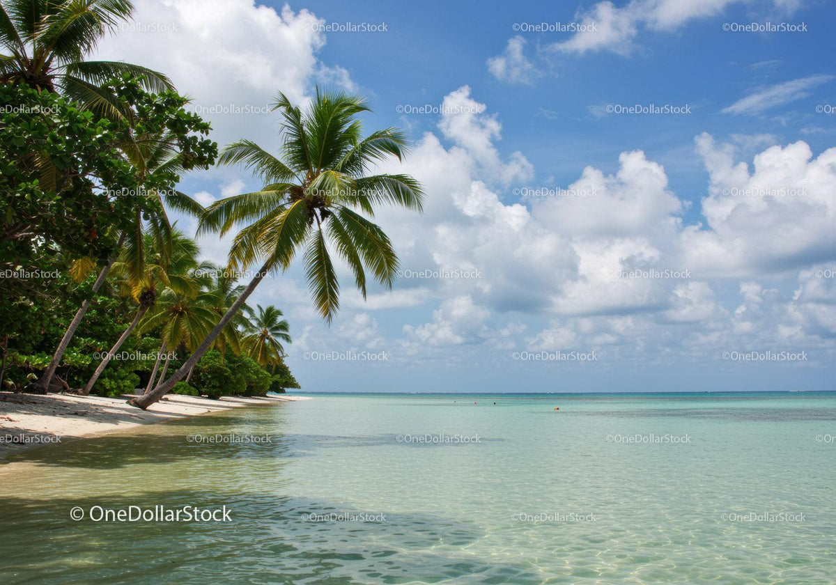 Tropical Beach with Palm Trees and Turquoise Waters