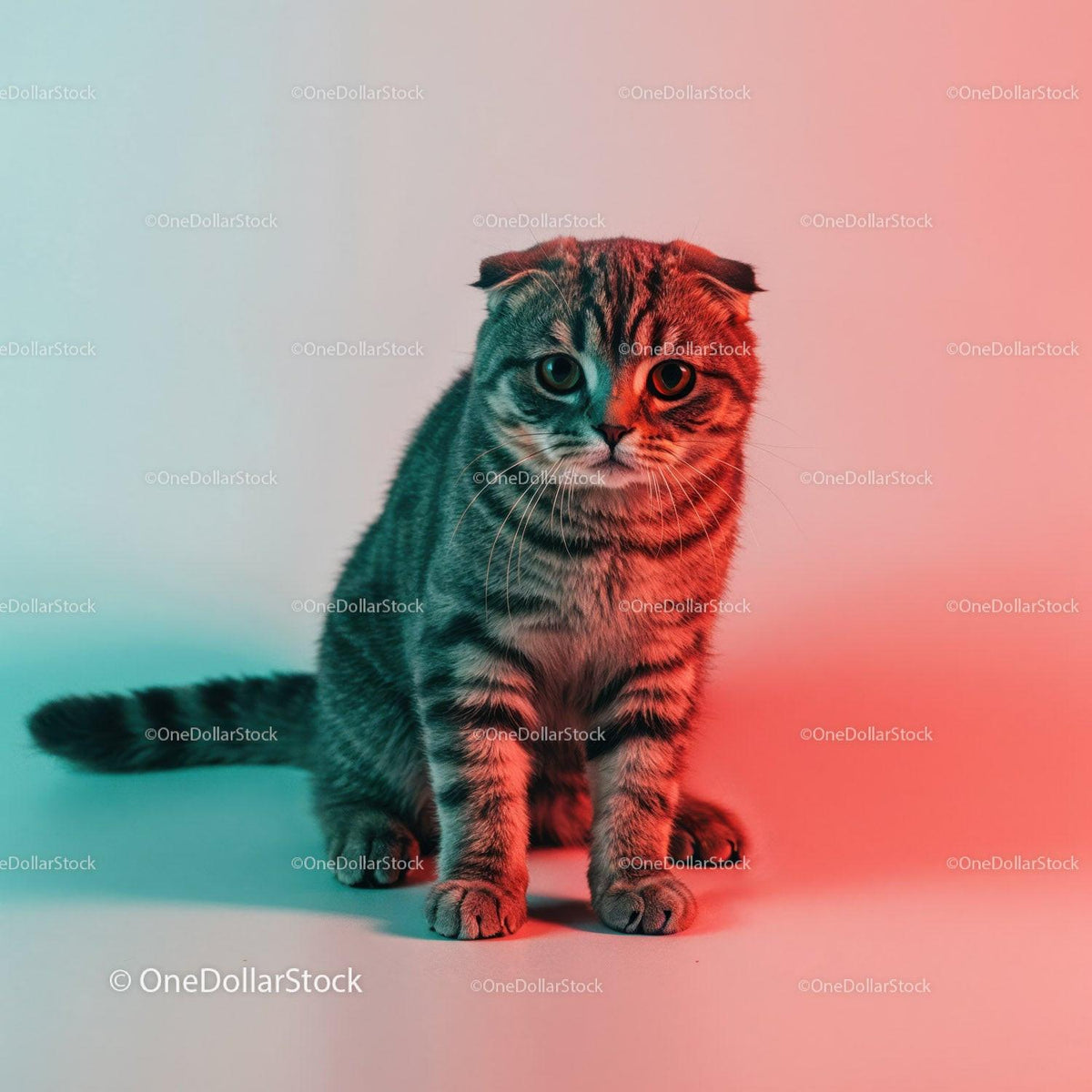 Playful Grey Tabby Cat in a Dynamic Pose with Striped Fur Stock Photo Bundle preview 24