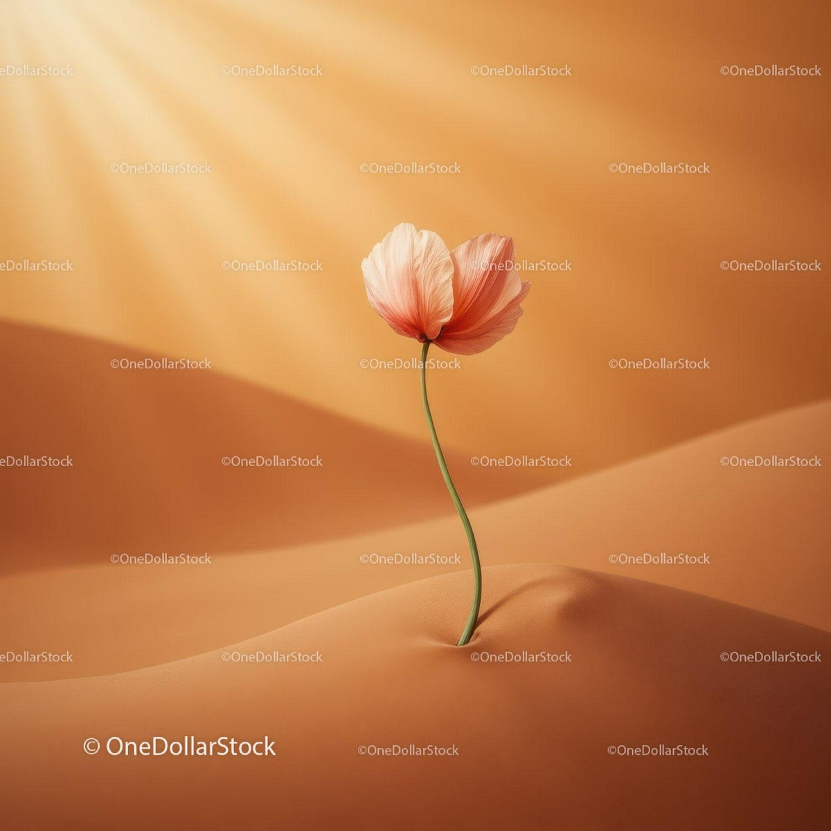 Delicate flower blooming in warm desert dunes