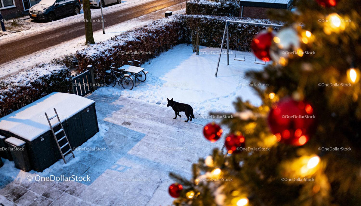 Winter evening scene with dog in snowy yard and Christmas tree