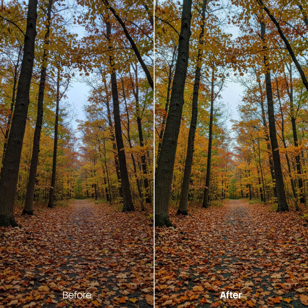 Before and after Sunlit Forest Autumn Hues Lightroom preset edit