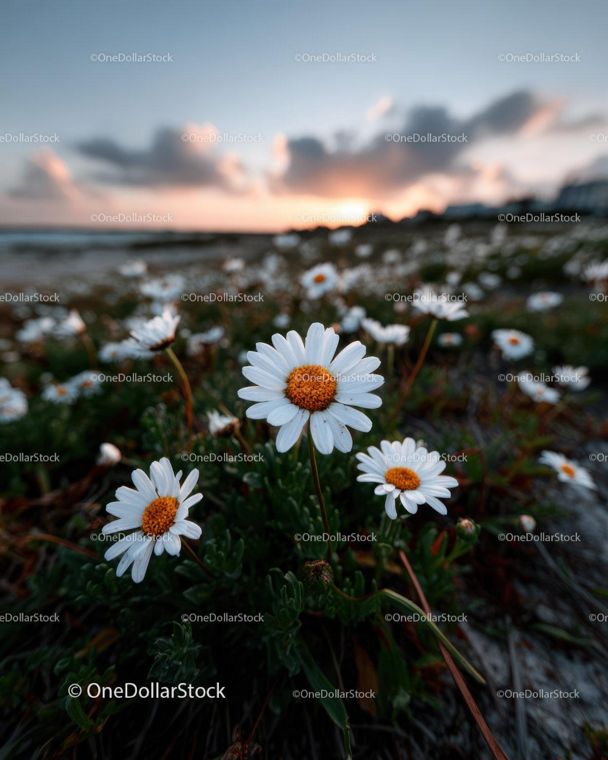 Wild Daisies Blooming in Meadow at Sunset Sky Stock Photo Bundle preview 20