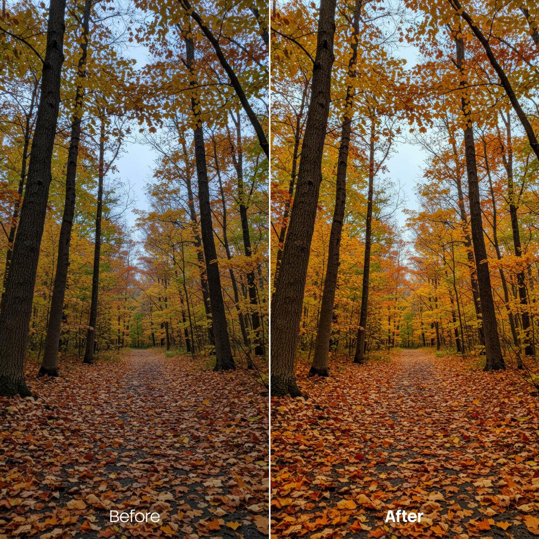 Sunlit Forest Autumn Hues XMP presets color grading preview