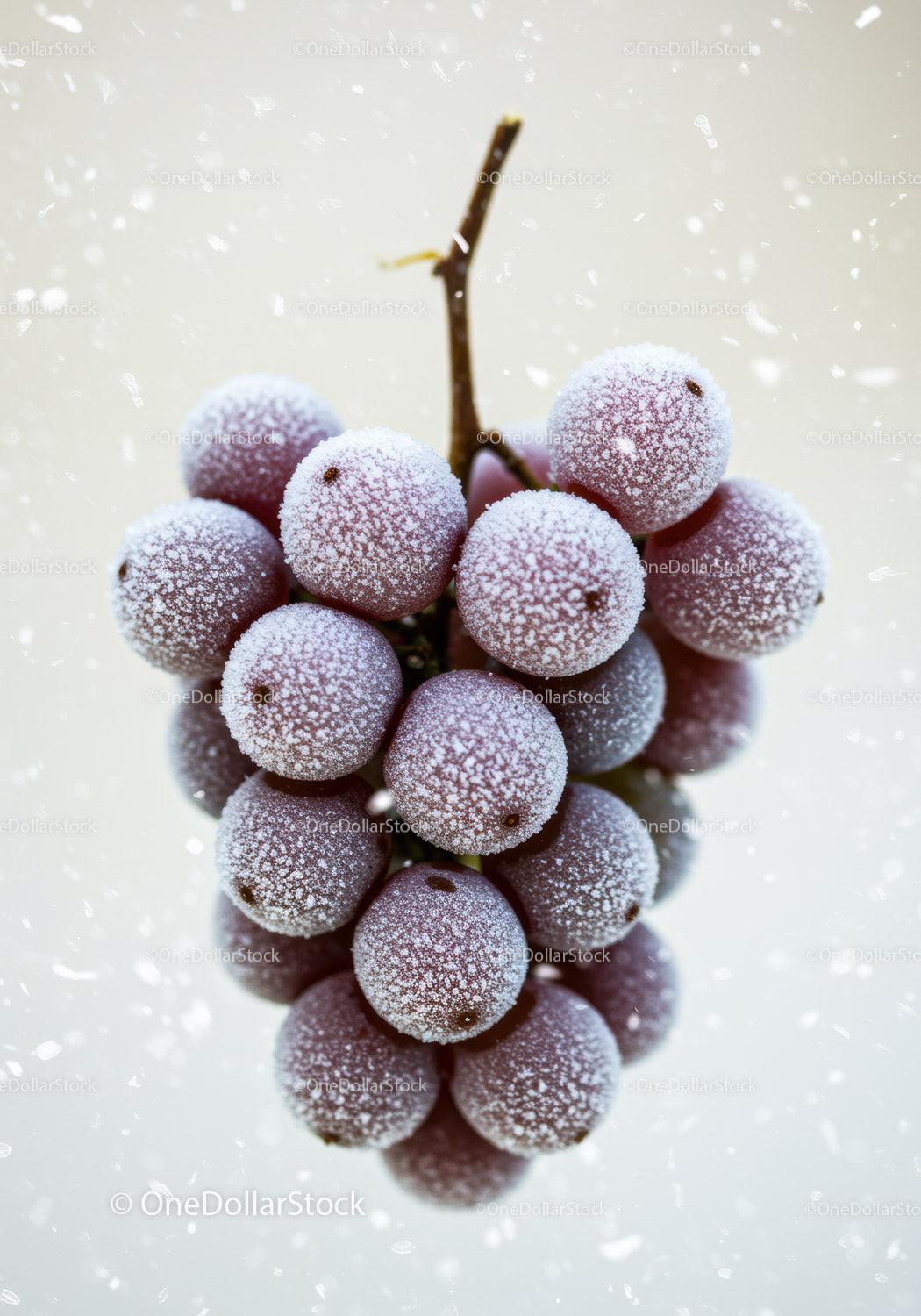 Close-up of Frosted Purple Grape Cluster Detail