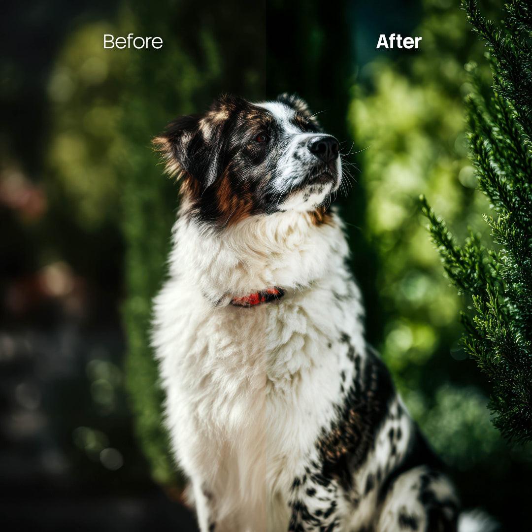 Pets Cold XMP presets color grading preview