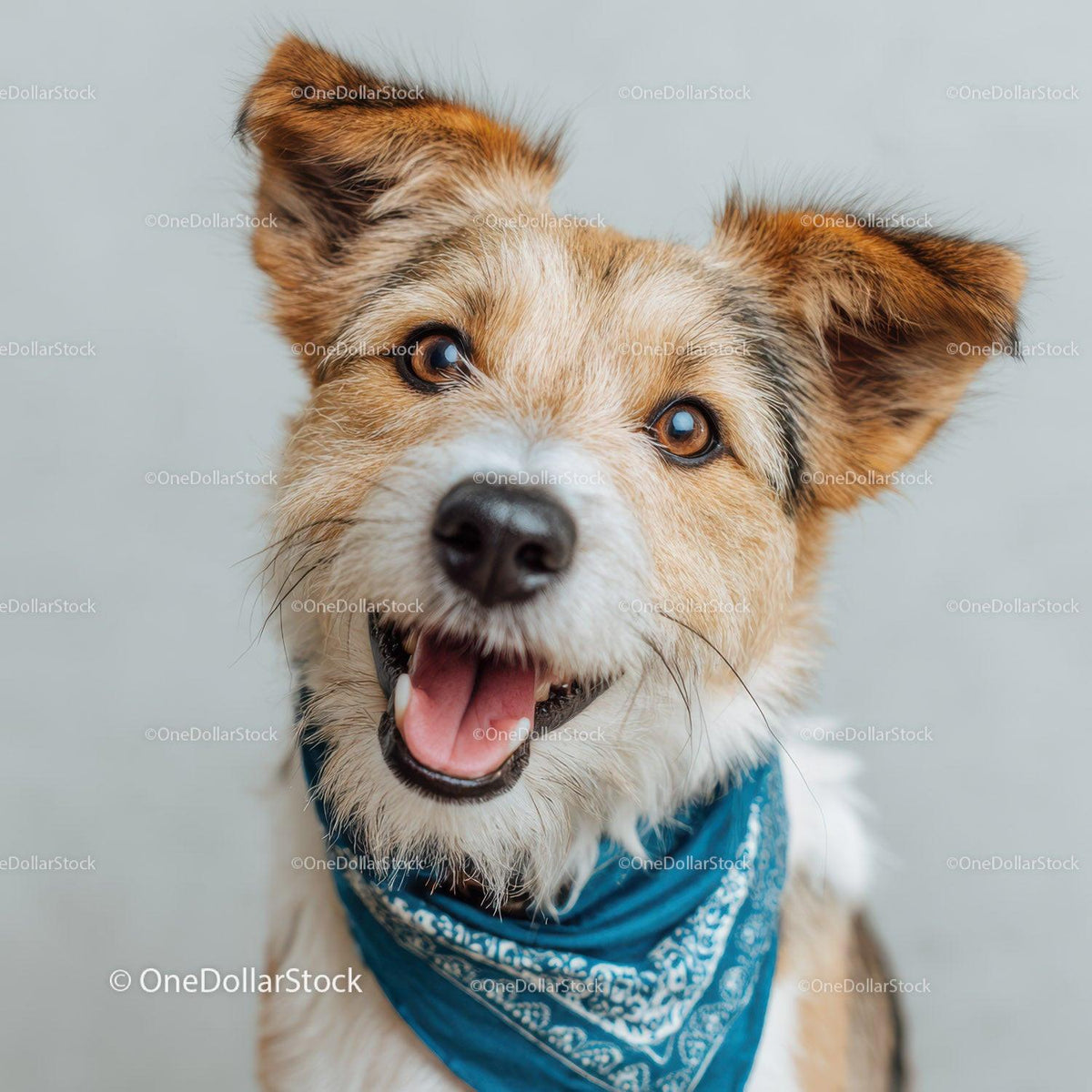 Adorable Happy Dog Wearing Blue Bandana Looks Playful and Joyful