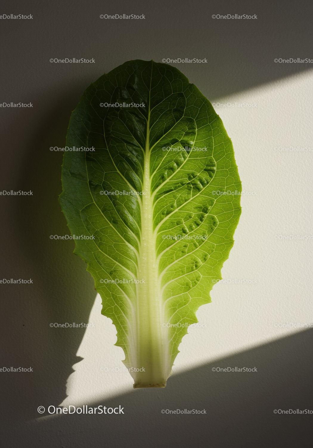 Fresh green lettuce leaf isolated on white surface