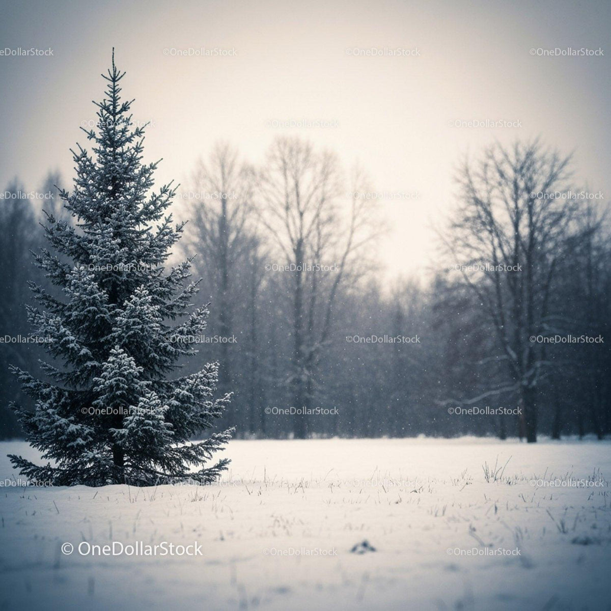 Snow-covered pine tree in a quiet winter landscape