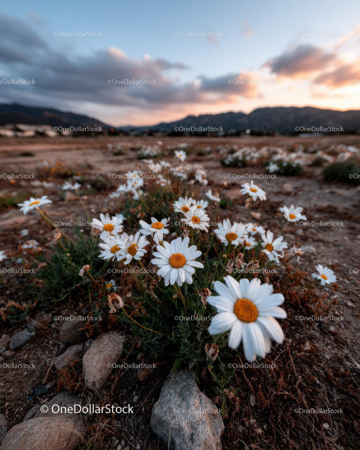Wild Daisies Blooming in Meadow at Sunset Sky Stock Photo Bundle preview 10