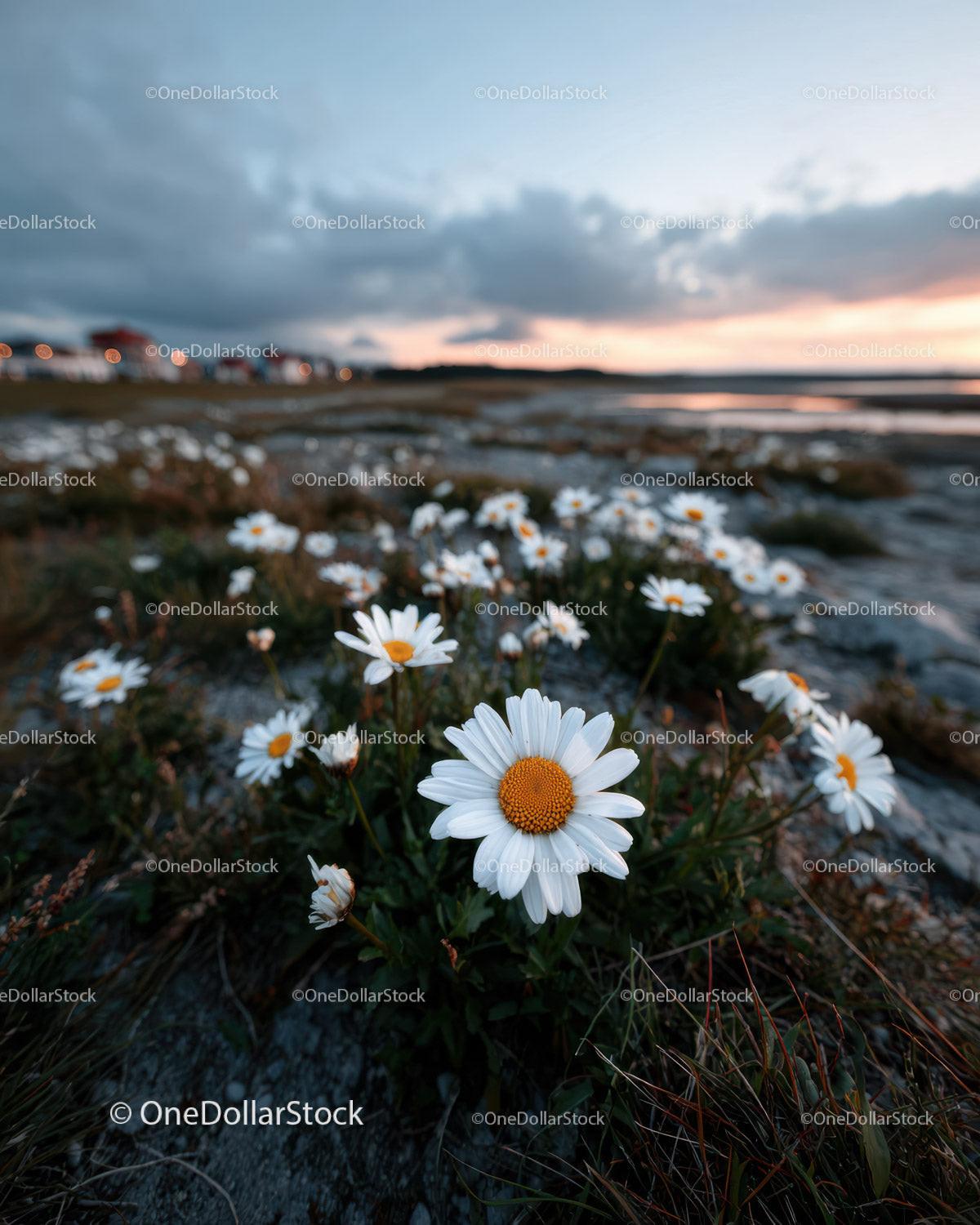 Wild Daisies Blooming in Meadow at Sunset Sky Stock Photo Bundle preview 8