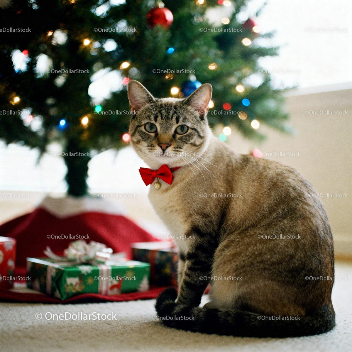Tabby cat with red bow tie near decorated Christmas tree