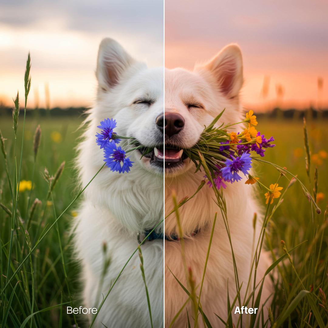 outdoor photography edit with Sunset Lightroom presets