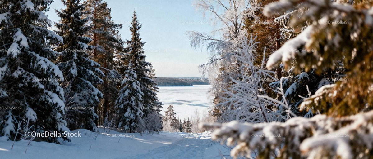 Snowy forest pathway leading to frozen lake view