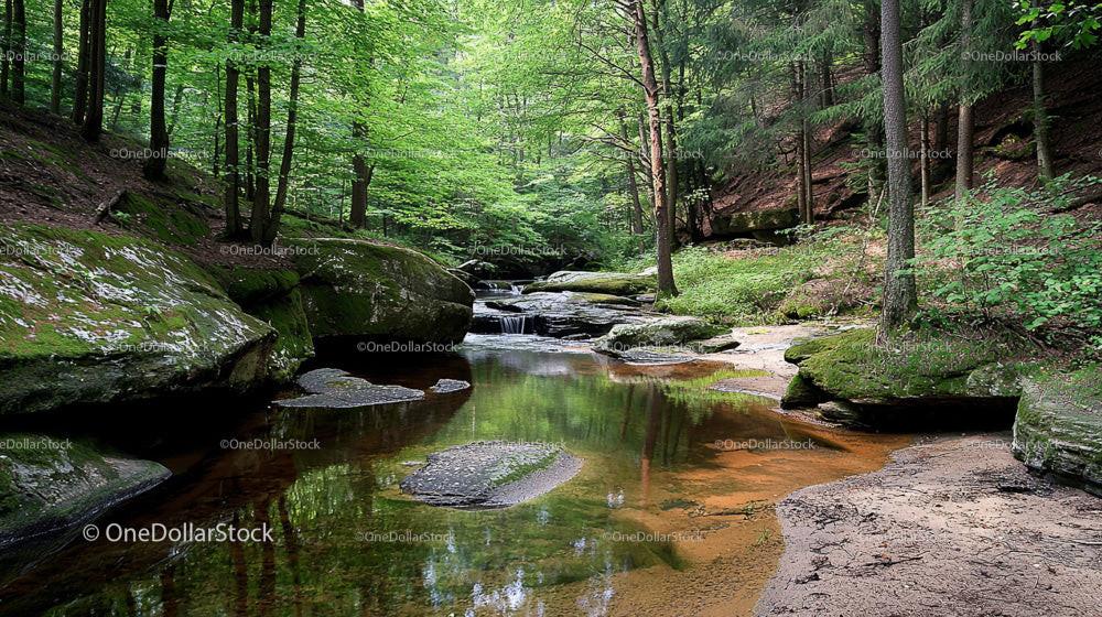 Tranquil Forest Stream Surrounded by Lush Greenery