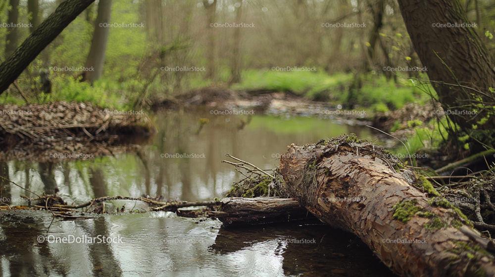 Tranquil Forest Stream with Fallen Mossy Tree