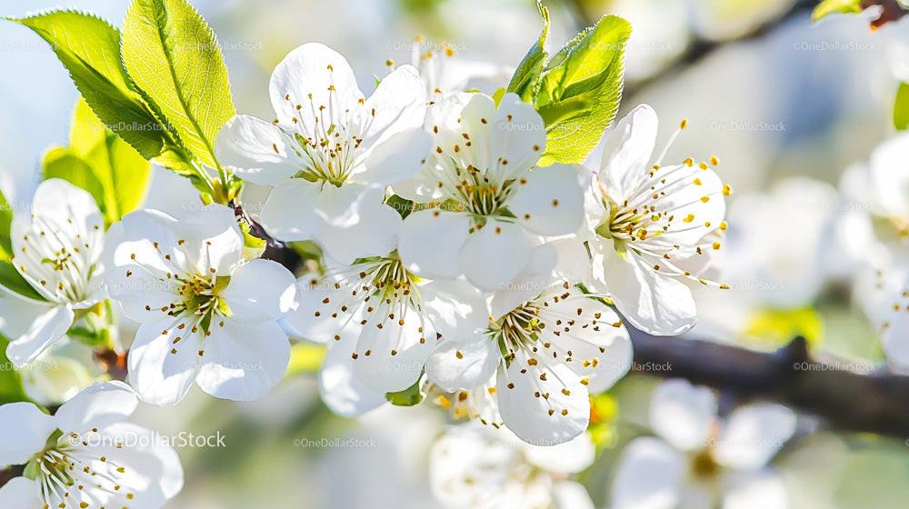 White Cherry Blossoms in Full Spring Bloom