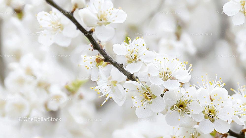 Delicate Cherry Blossoms in Full Spring Bloom