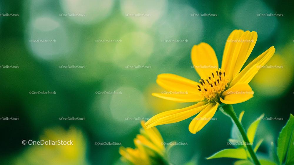 Yellow Flower with Green Background Close-Up