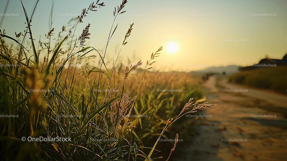 Golden Sunset Over Serene Grass Field