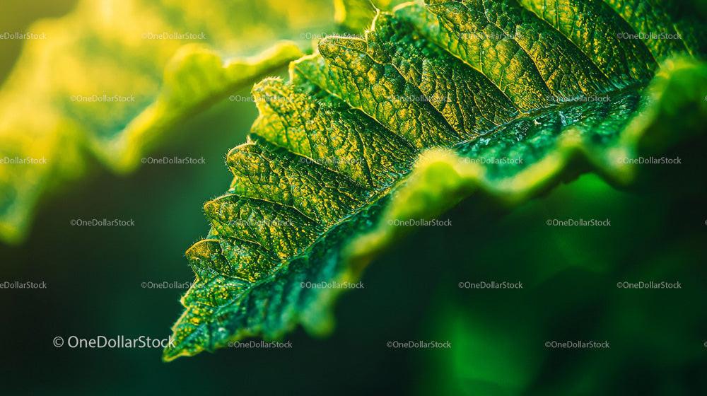 Close-Up of Vibrant Green Fern Leaf with Detailed Textures