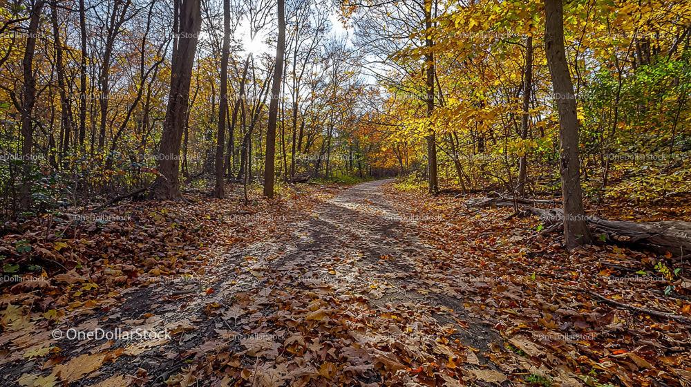 Golden Pathway Through Autumn Forest