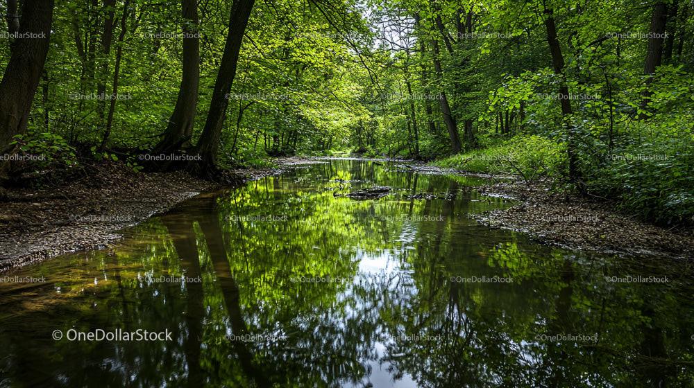 Tranquil Forest Stream with Lush Greenery in Summer