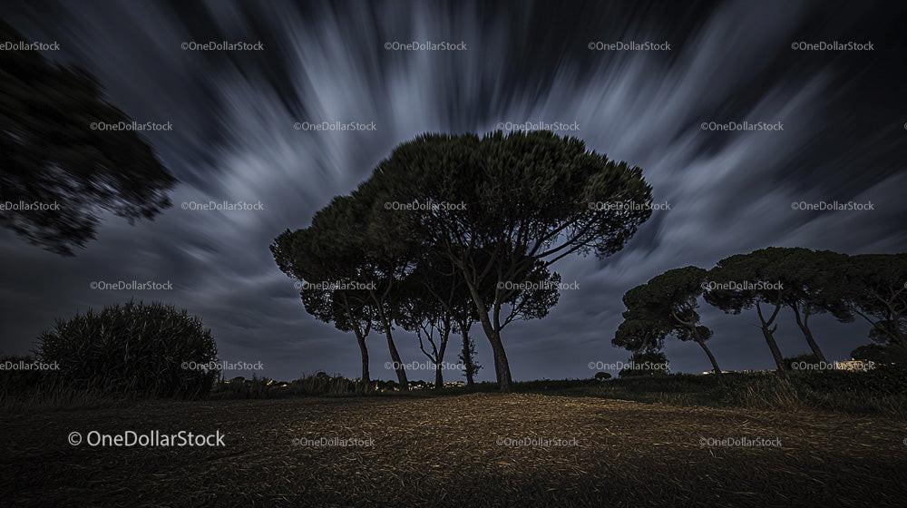 Pine Trees Under Dramatic Night Sky with Long Exposure