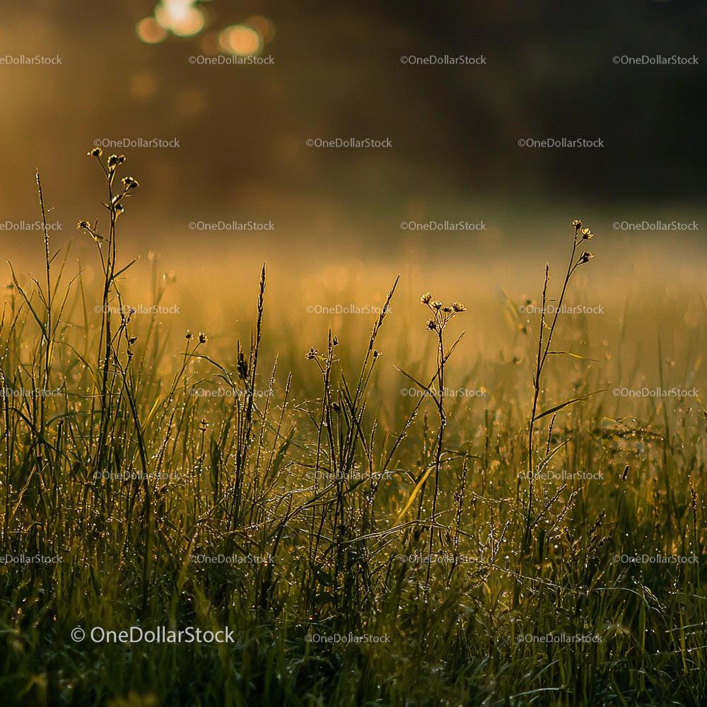 Dewy Grass at Golden Hour with Soft Morning Light