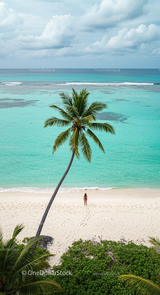 Tropical Beach with Palm Tree and Turquoise Waters