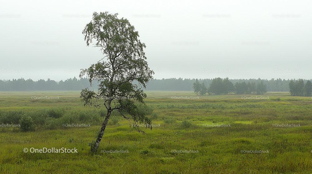 Lonely Birch Tree in a Misty Green Meadow