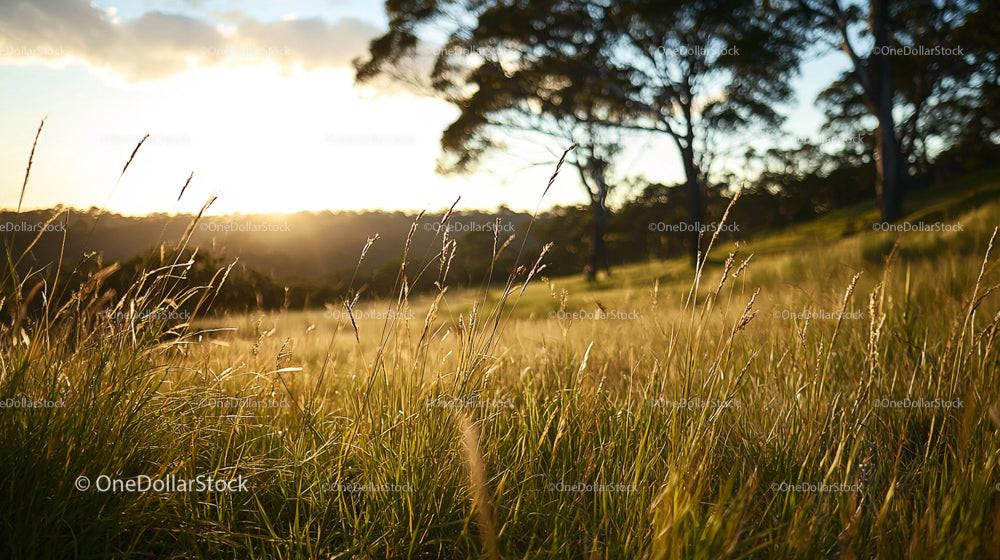Golden Sunset Over a Serene Meadow with Tall Grass