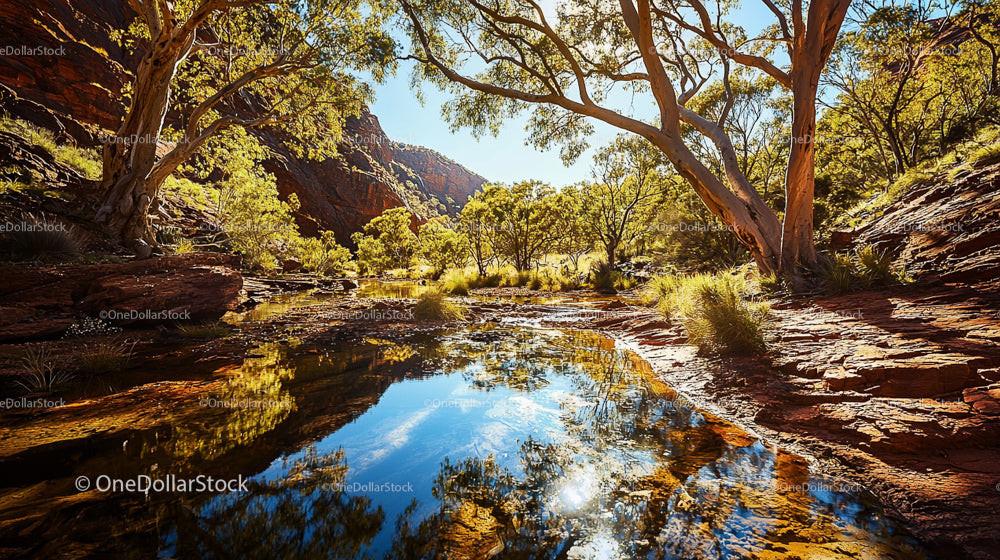 Sunlit Riverbank with Eucalyptus Trees and Reflections