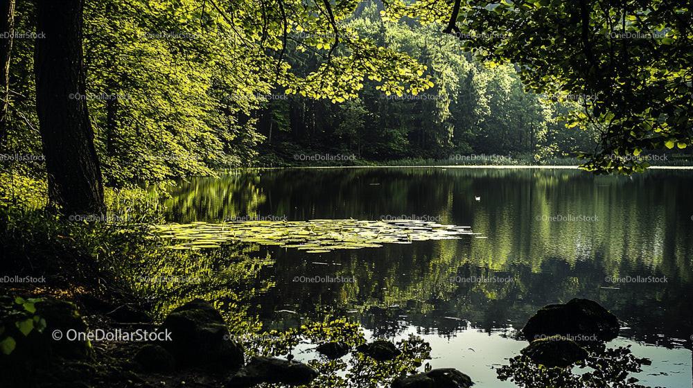 Tranquil Lake Surrounded by Lush Green Forest Foliage