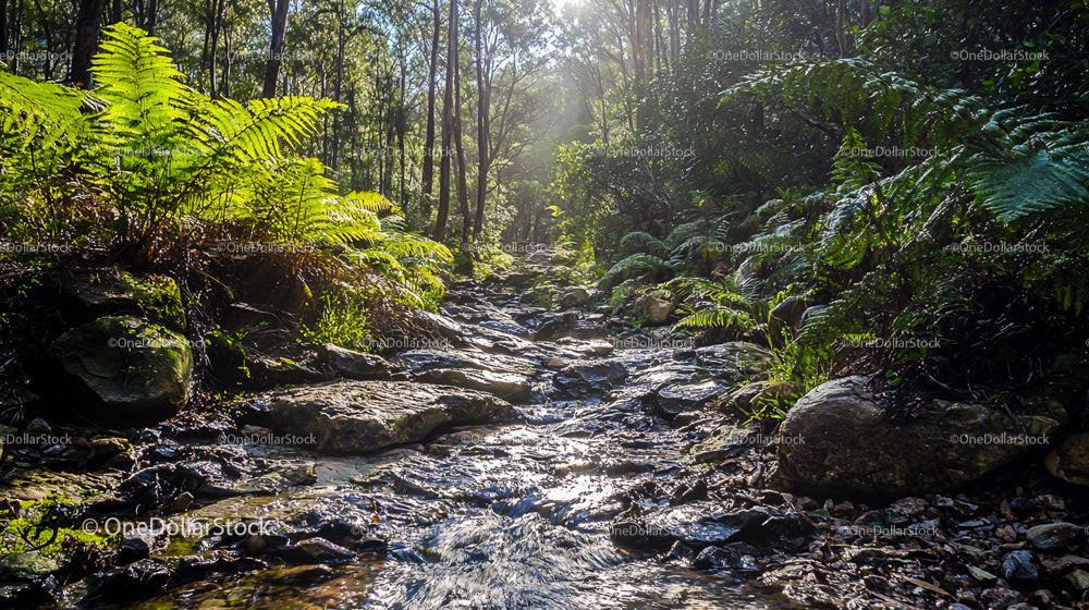 Sunlit Forest Stream with Lush Green Ferns