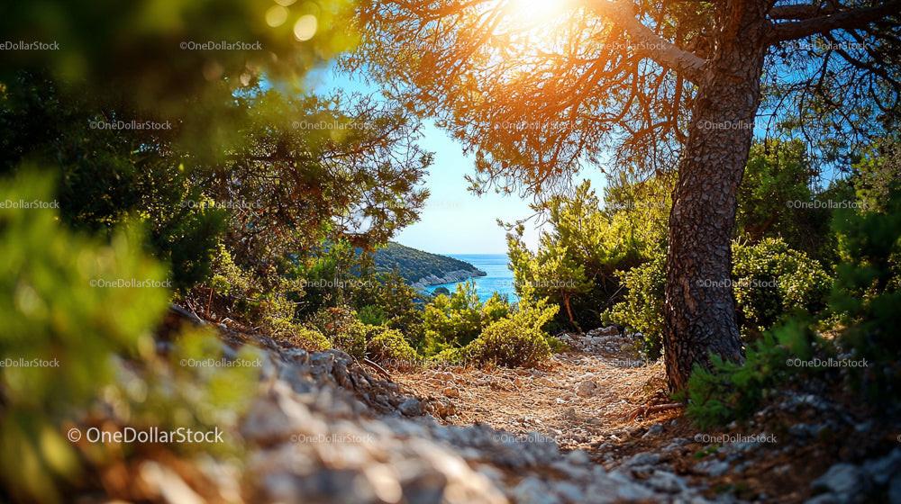 Sunlit Path Through Pine Forest Overlooking Blue Sea