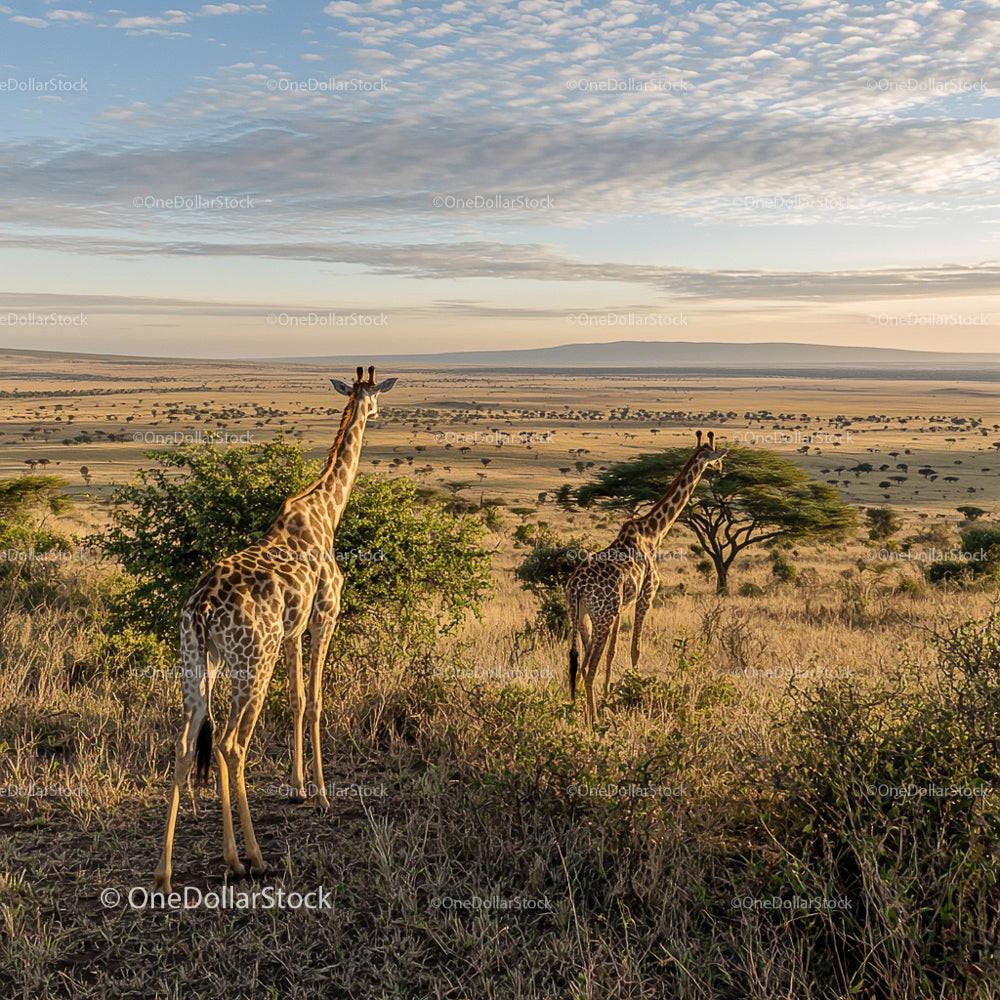 Giraffes Roaming the Vast African Savannah