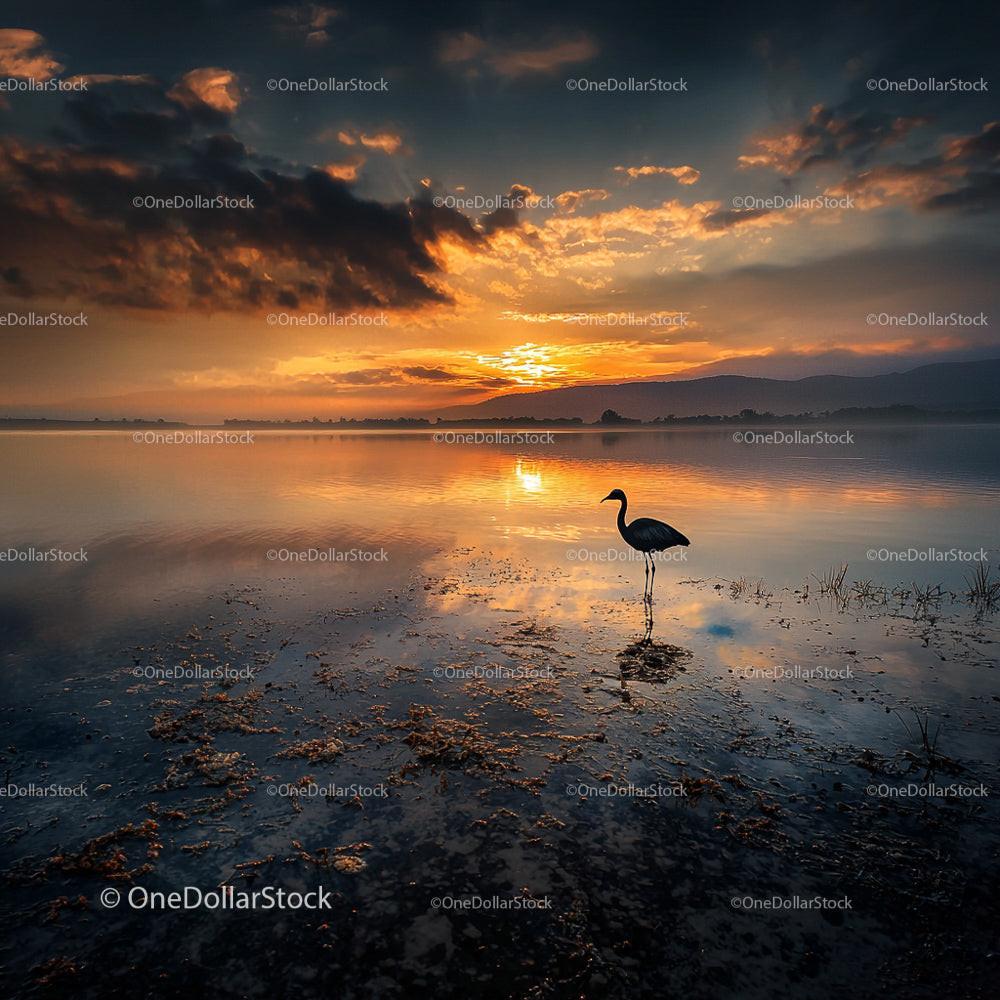 Silhouette of Bird at Serene Sunset Lake View