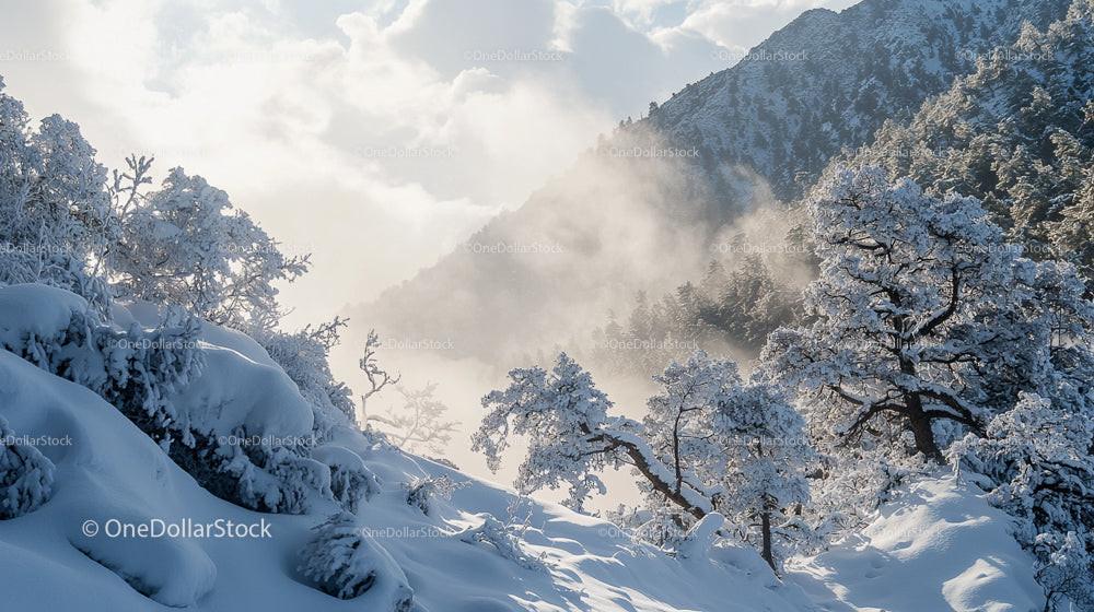 Snowy Mountain Forest with Misty Morning Light