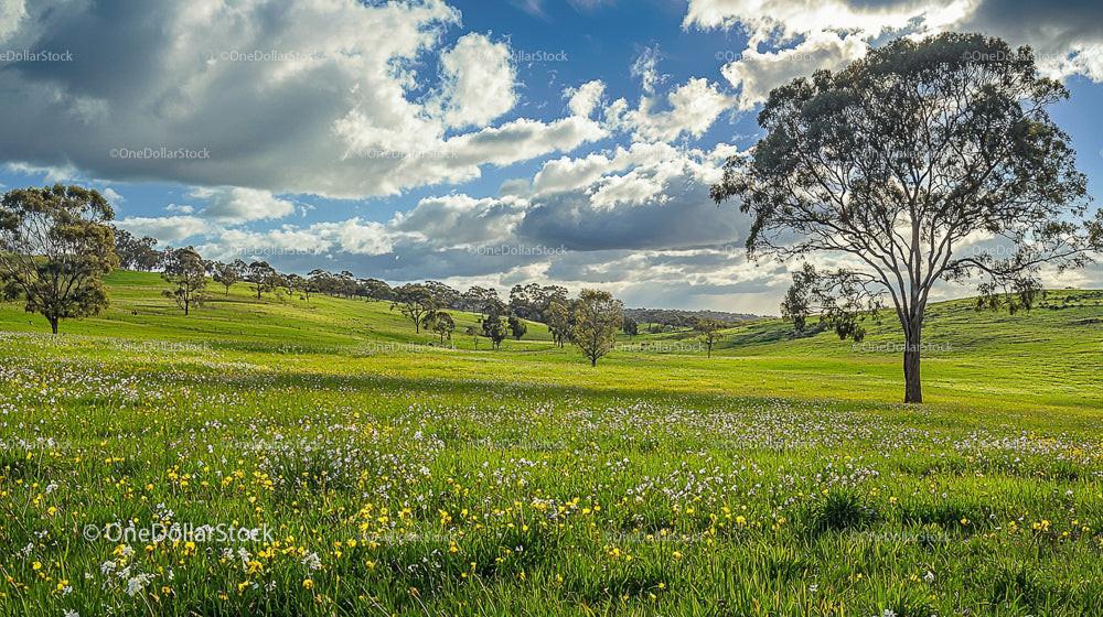 Idyllic Rolling Hills with Wildflowers Under Cloudy Sky
