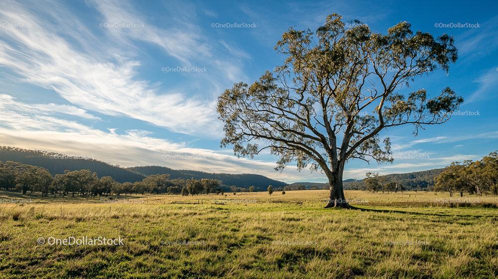 Majestic Tree in a Vast Countryside Meadow
