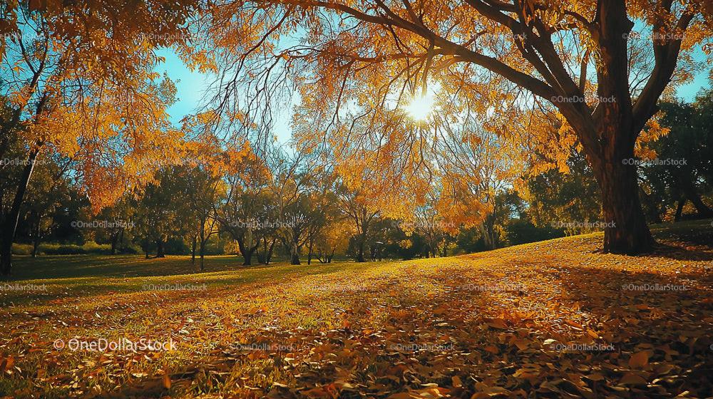 Golden Autumn Landscape with Sunlit Trees in a Tranquil Park