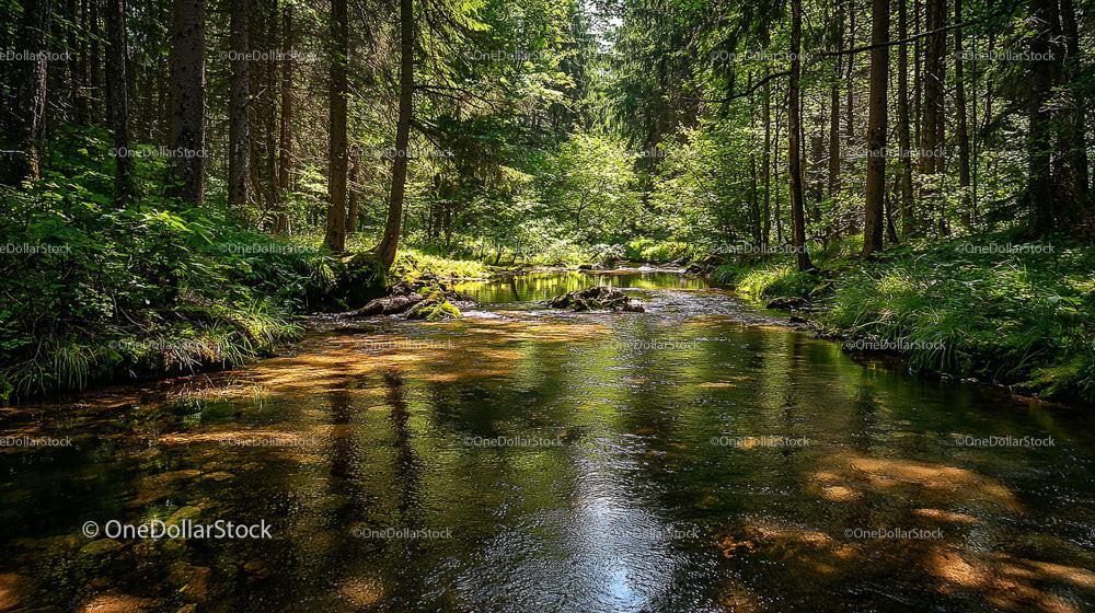Sunlit Forest Stream Surrounded by Lush Greenery