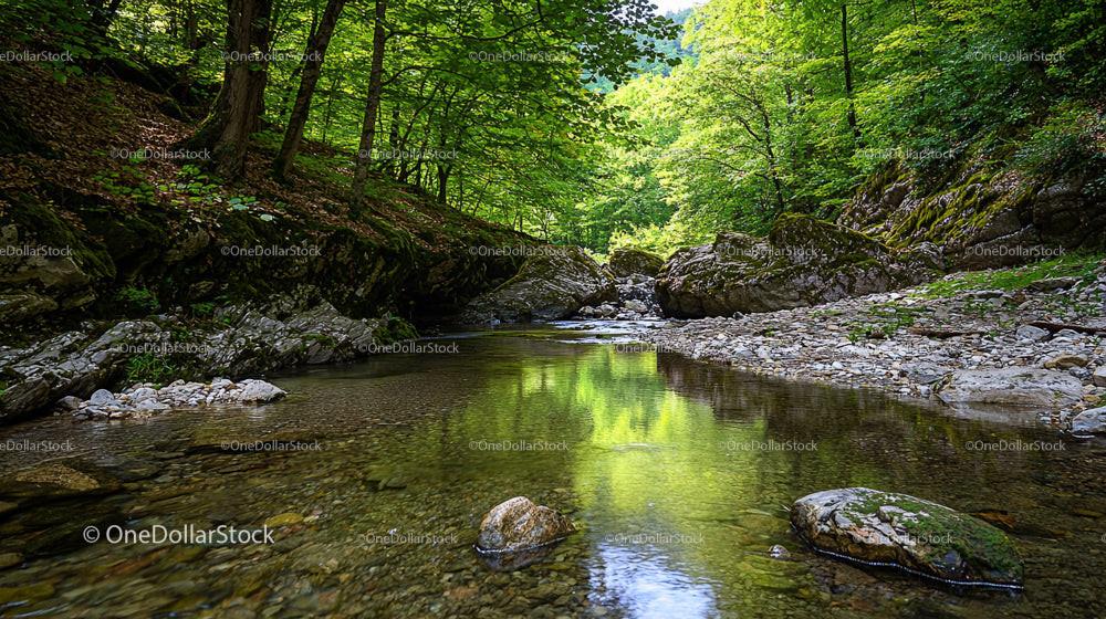 Tranquil Forest Stream with Lush Greenery and Rocky Banks