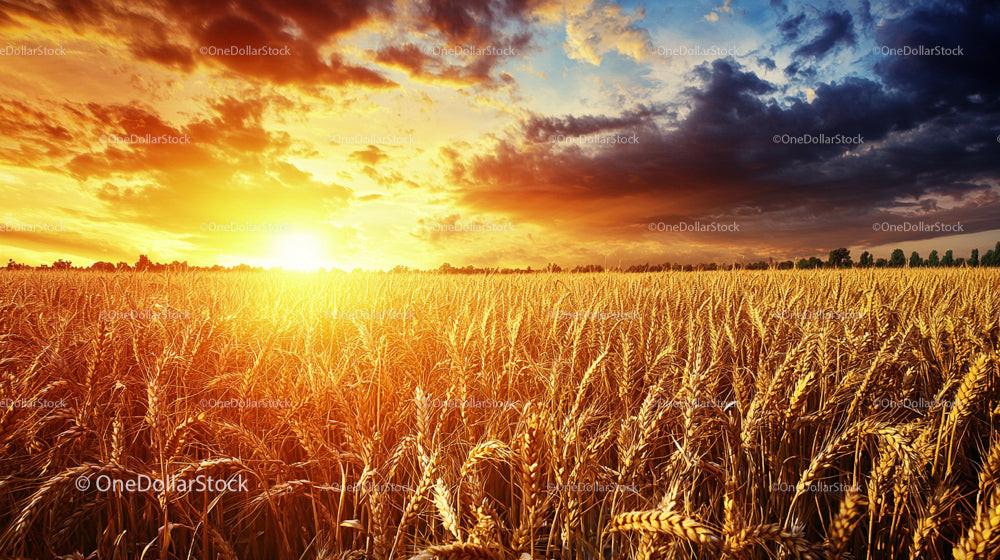 Golden Wheat Field at Sunset Under Dramatic Sky
