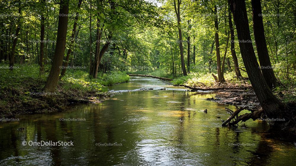 Serene Forest Stream Under Sunlit Canopy