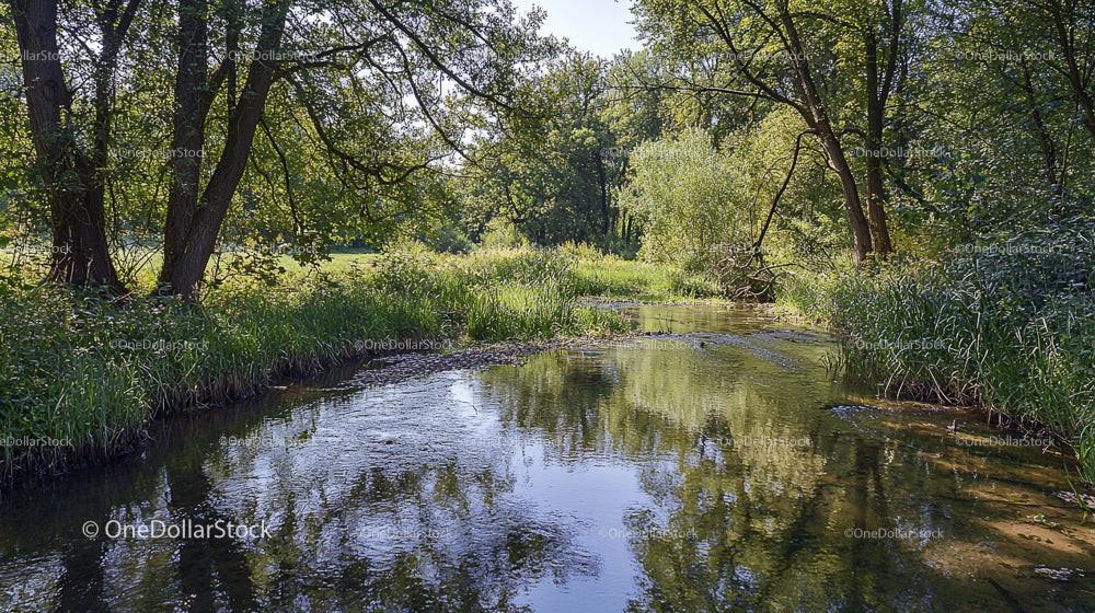 Tranquil Forest Stream Surrounded by Lush Greenery