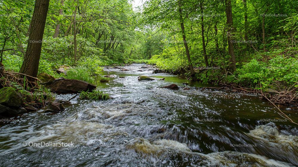 Tranquil Forest Stream Flowing Through Lush Greenery