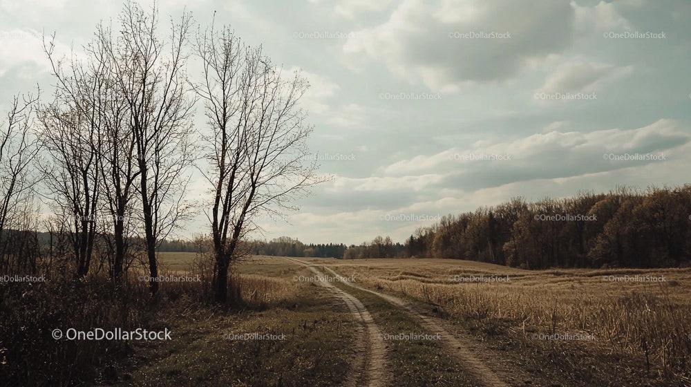 Barren Trees and Dirt Road in a Tranquil Countryside Setting