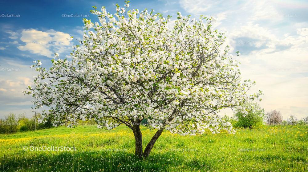 Blossoming Apple Tree in Sunny Spring Meadow