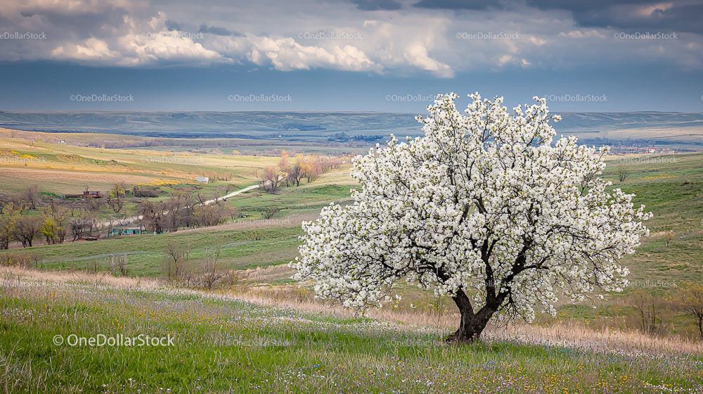 Lone Tree in Bloom on a Tranquil Spring Meadow